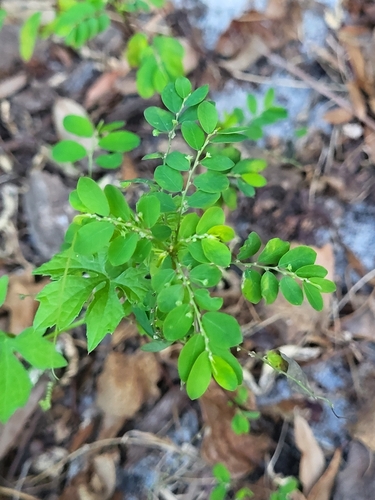 Foto de Quebra pedra