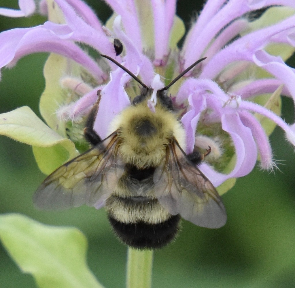 Polar Bumble Bee (Bombus polaris) · iNaturalist