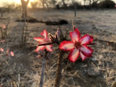 Adenium multiflorum