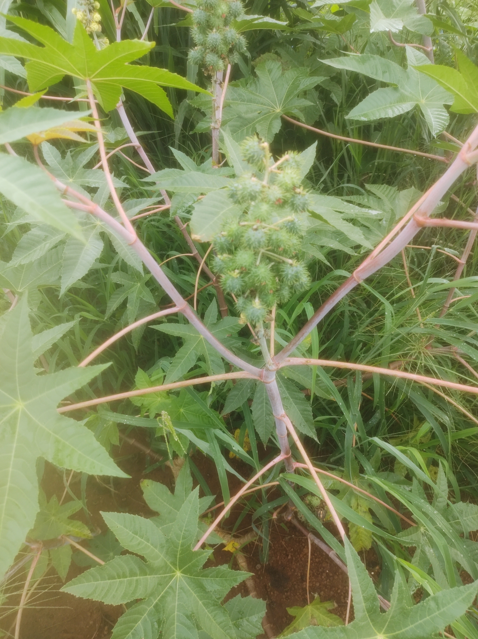 Ricinus communis