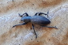 Brachyderes lusitanicus