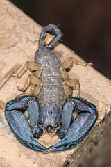 Hormurus