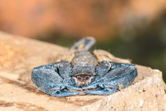 Hormurus