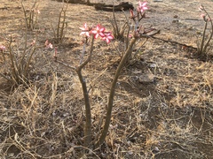 Adenium multiflorum