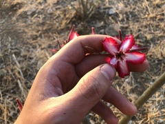 Adenium multiflorum