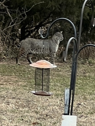 Bobcat photographed in Kansas