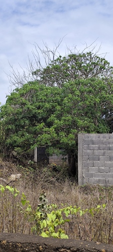 Foto de Chaya