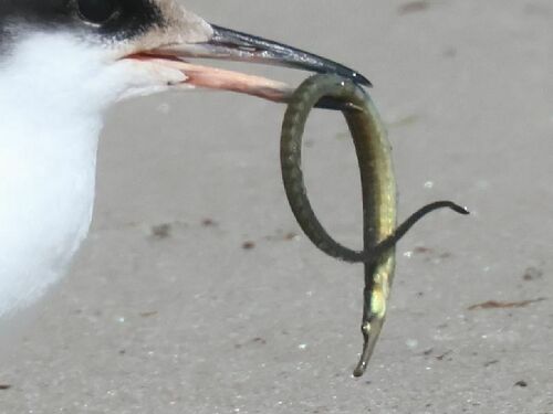 Northern pipefish (Syngnathus fuscus) — Syngnathidae — 3