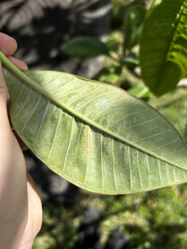 Coleosporium plumeriae observed 2025-01-03