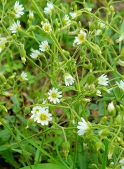 Cerastium nutans