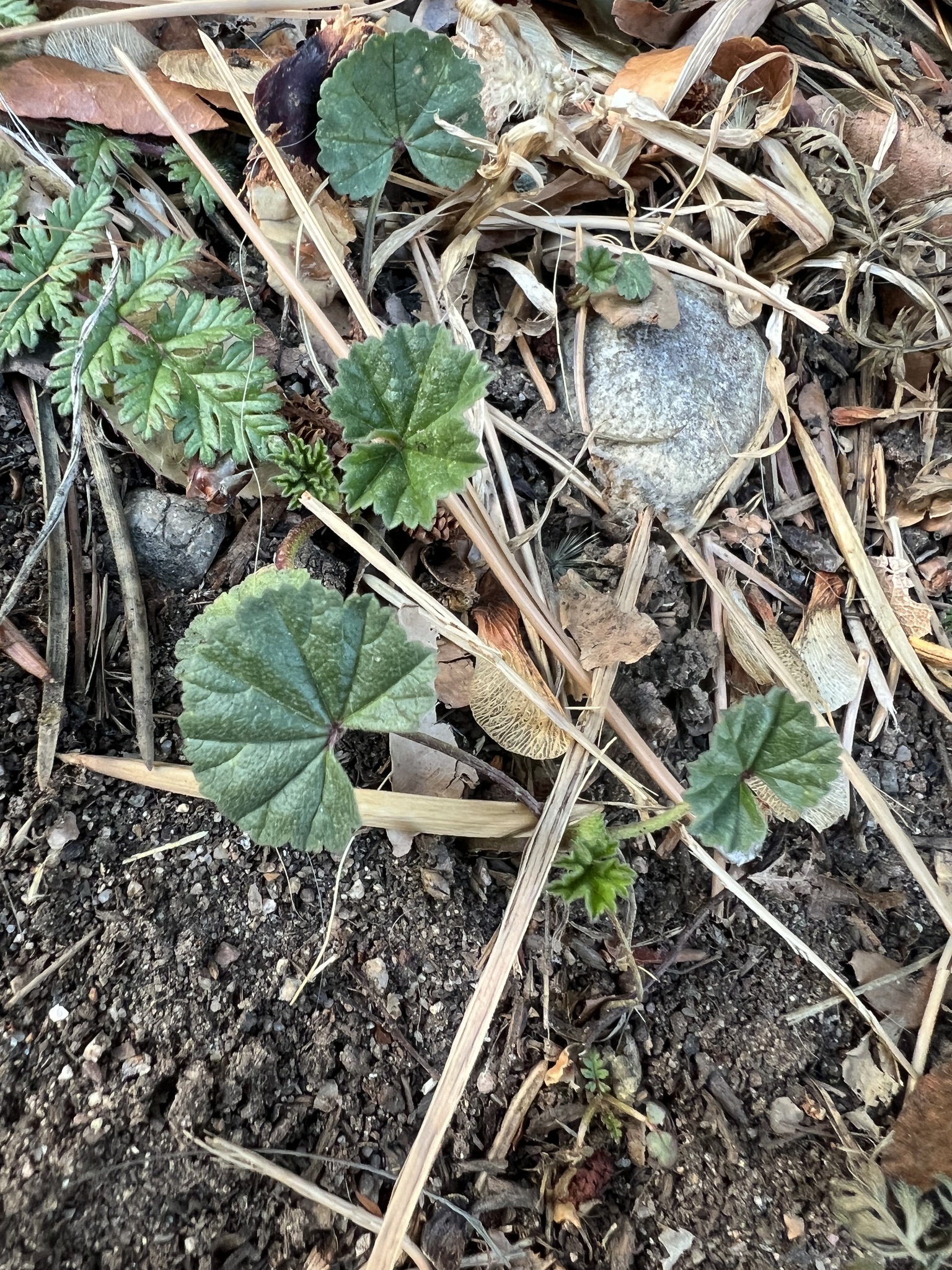 Imagem de Malva-branca