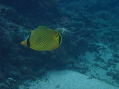 Chaetodon rafflesii