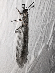 Myrmeleon inconspicuus