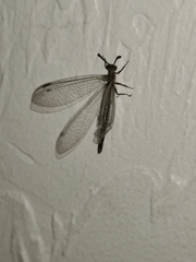 Myrmeleon inconspicuus