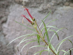 Lobelia laxiflora angustifolia