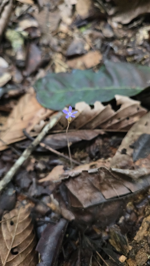 Foto de Flor-de-fantasma