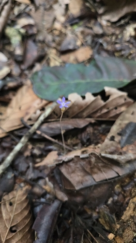 Flor-de-fantasma