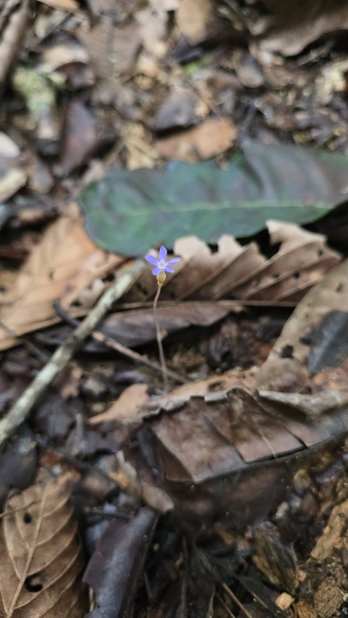 Imagem de Flor-de-fantasma