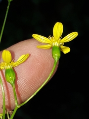 Cineraria lobata