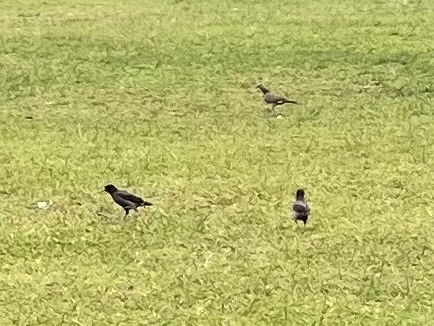 Acridotheres javanicus