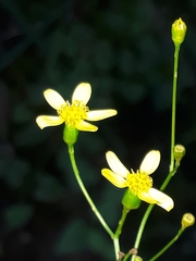 Cineraria lobata
