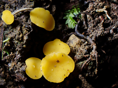 Phaeohelotium confusum