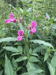 Impatiens glandulifera