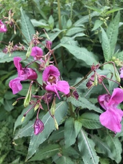 Impatiens glandulifera