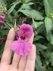 Impatiens glandulifera