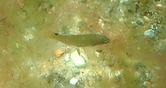 Ctenolabrus rupestris