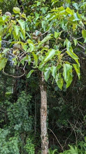Foto de Noz-de-candeeiro