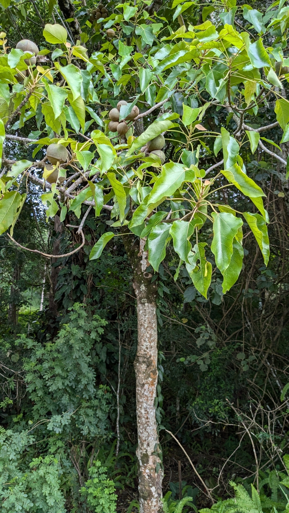 Imagem de Noz-de-candeeiro