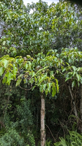 Foto de Noz-de-candeeiro