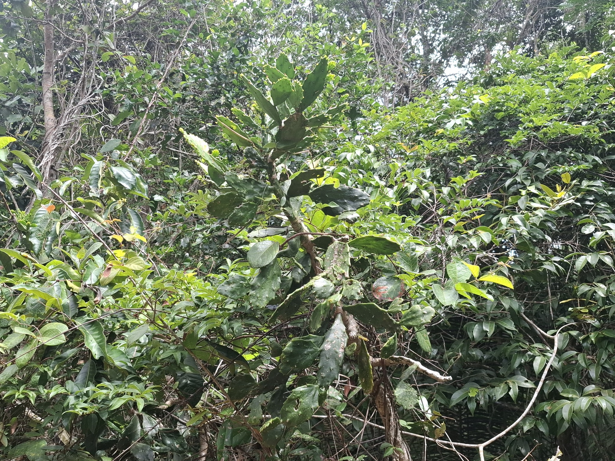 Imagem de Palma-de-cristo