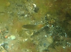 Ctenolabrus rupestris