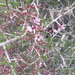 Prunus lycioides - Photo (c) mahdiraeisi, μερικά δικαιώματα διατηρούνται (CC BY-NC)