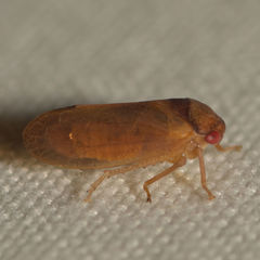 Iassus lanio