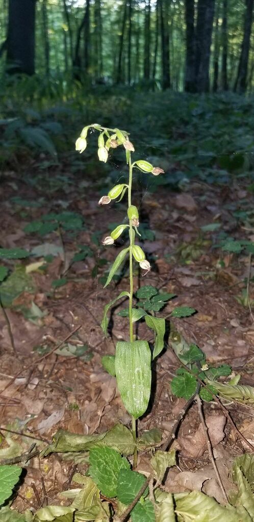 Epipactis albensis