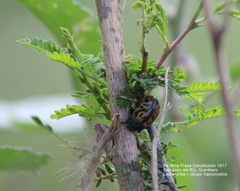 Calligrapha mexicana