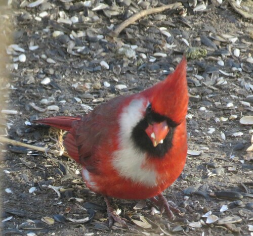 Northern Cardinal photographed in Minnesota