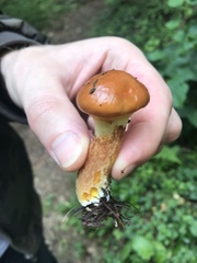 Suillus grevillei
