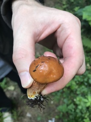 Suillus grevillei