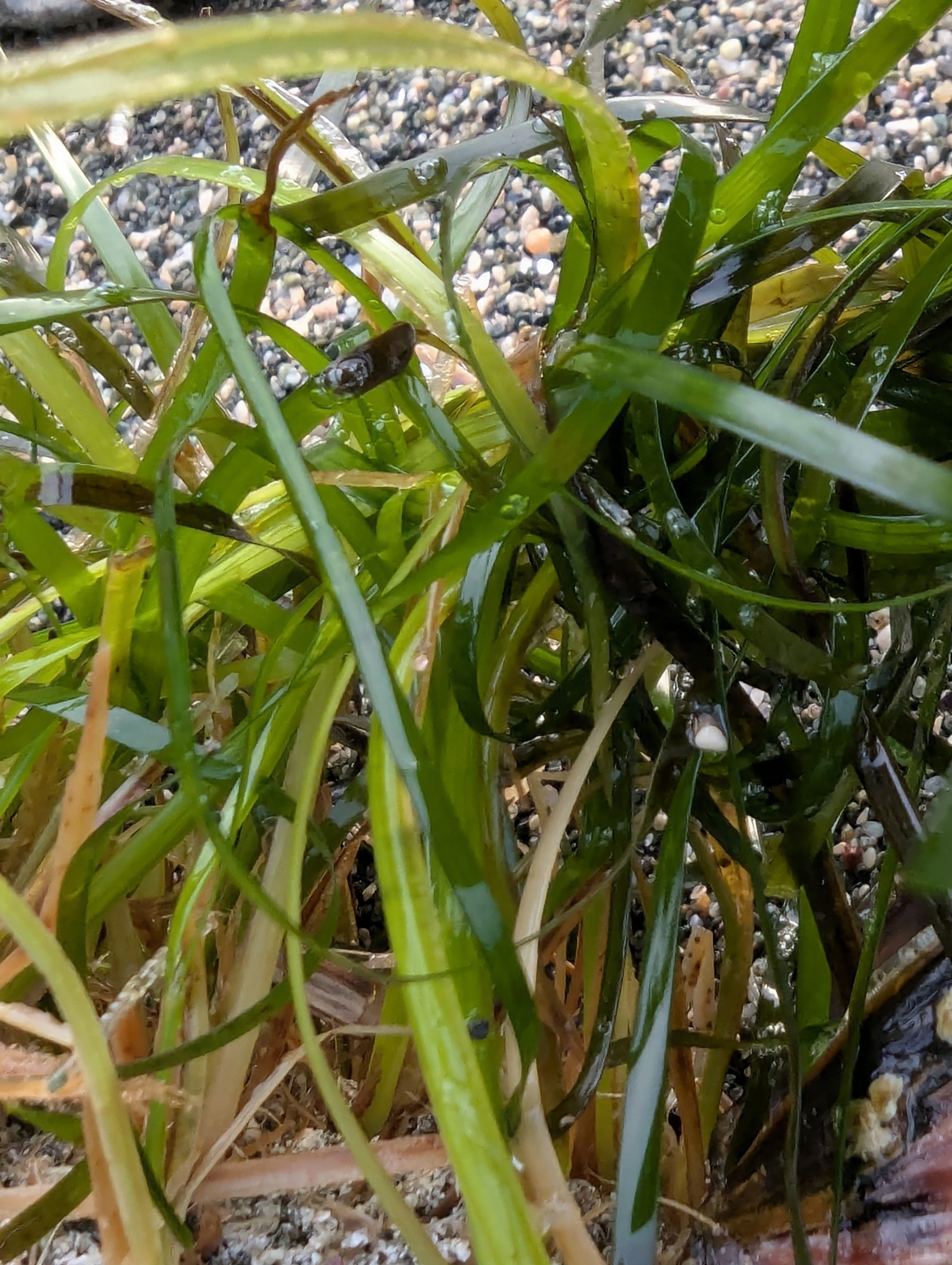 Imagem de Grama marinha