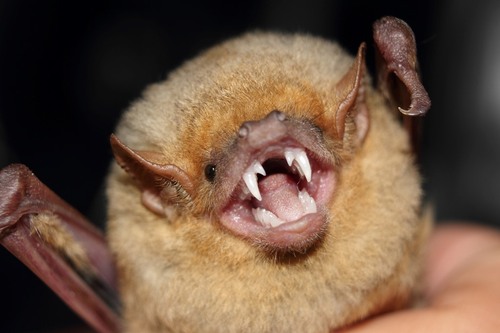 Western Yellow Bat