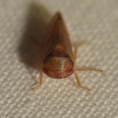 Iassus lanio