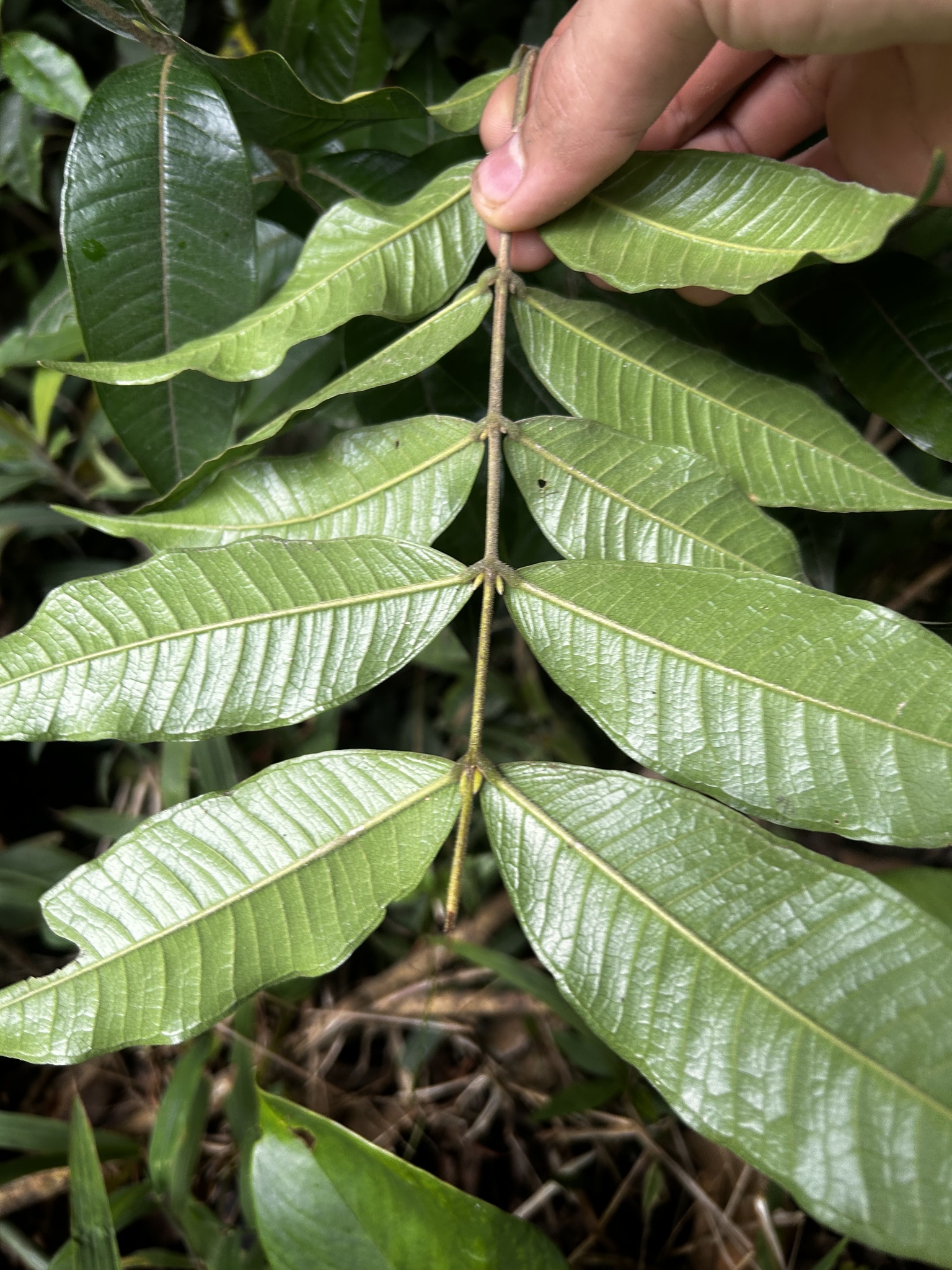 Imagem de Pedra-ume-caá