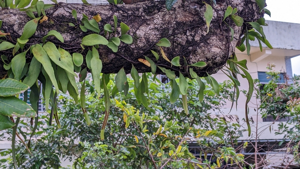 Foto de Chifre-de-veado