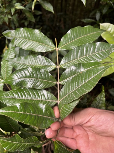 Pedra-ume-caá