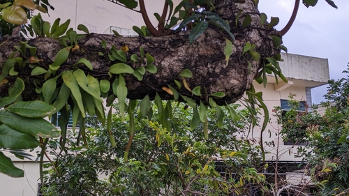 Foto de Chifre-de-veado