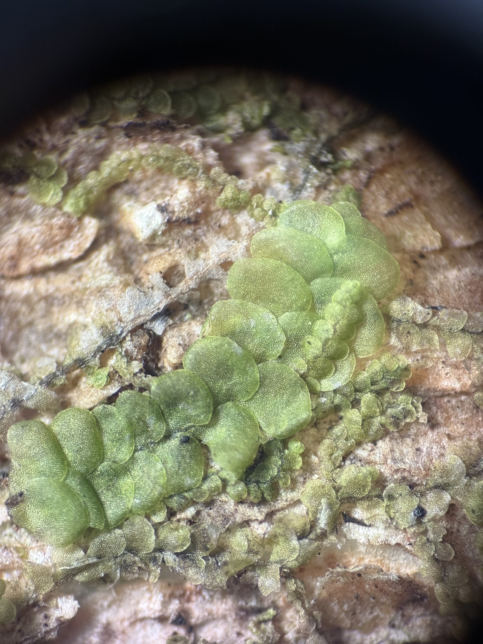 Radula floridana